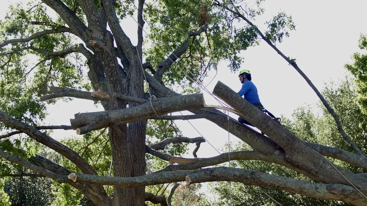 Professional Crown Thinning performed by certified arborists in Knifley