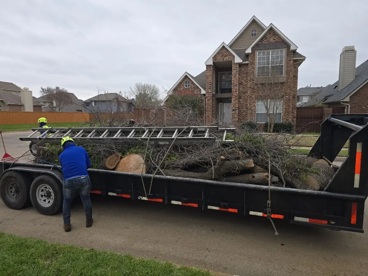 Expert Tree Removal with proper safety equipment in Knifley